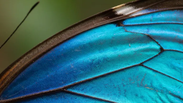 Extreme macro photo of an iridescent blue Morpho butterfly wing, generated by a text to image AI