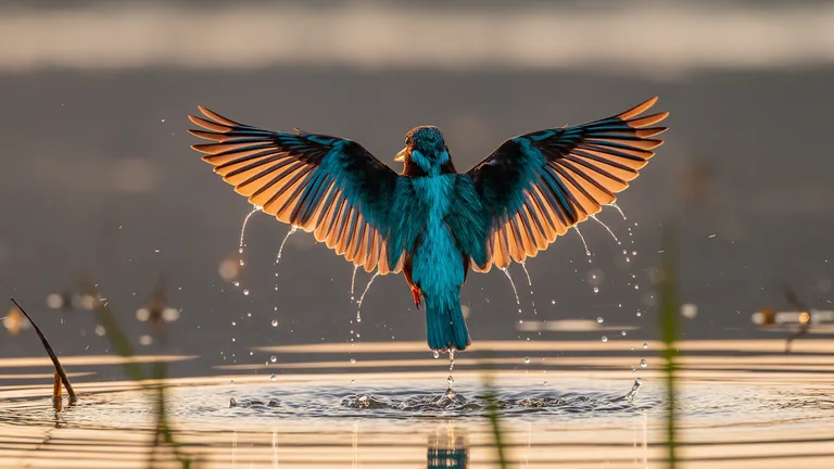 White-throated kingfisher with wings spread at golden hour over a lake, generated by a text to image AI